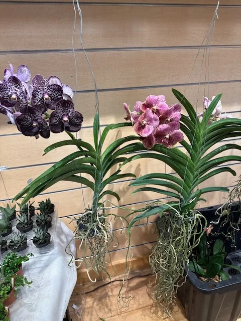 Hanging Vanda orchids in dark spotted purple and pink at The Orchid Lady, Countryside Mall, Clearwater FL