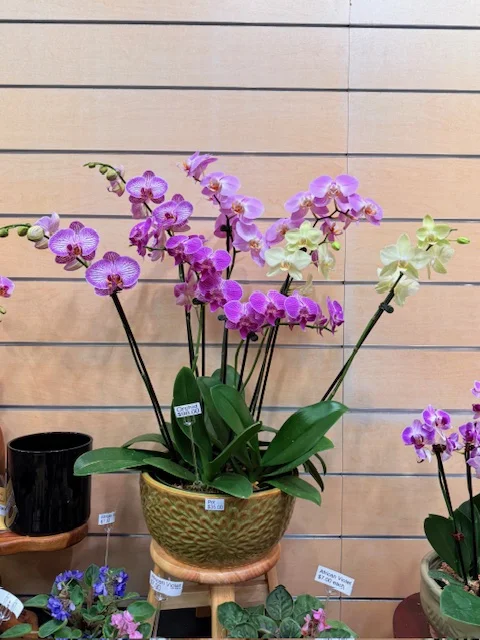 Pink and lime green Phalaenopsis orchids in a woven ceramic pot at The Orchid Lady, Countryside Mall, Clearwater FL
