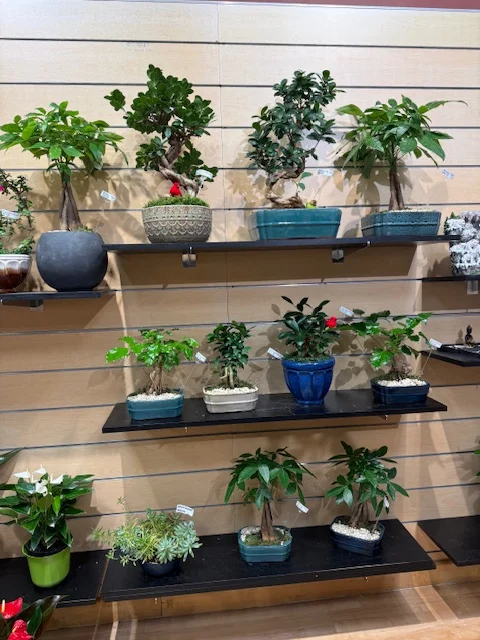 A wall of bonsai trees on display shelves at The Orchid Lady, Countryside Mall, Clearwater FL