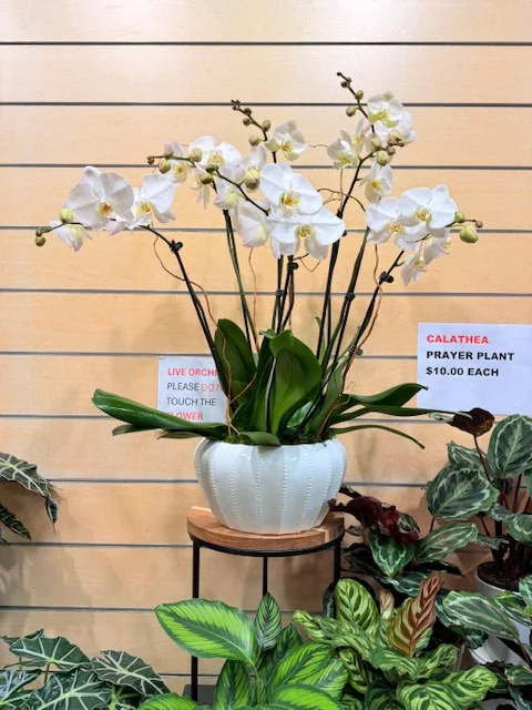 A cascading white Phalaenopsis orchid arrangement in a white ceramic pot at The Orchid Lady, Countryside Mall, Clearwater FL