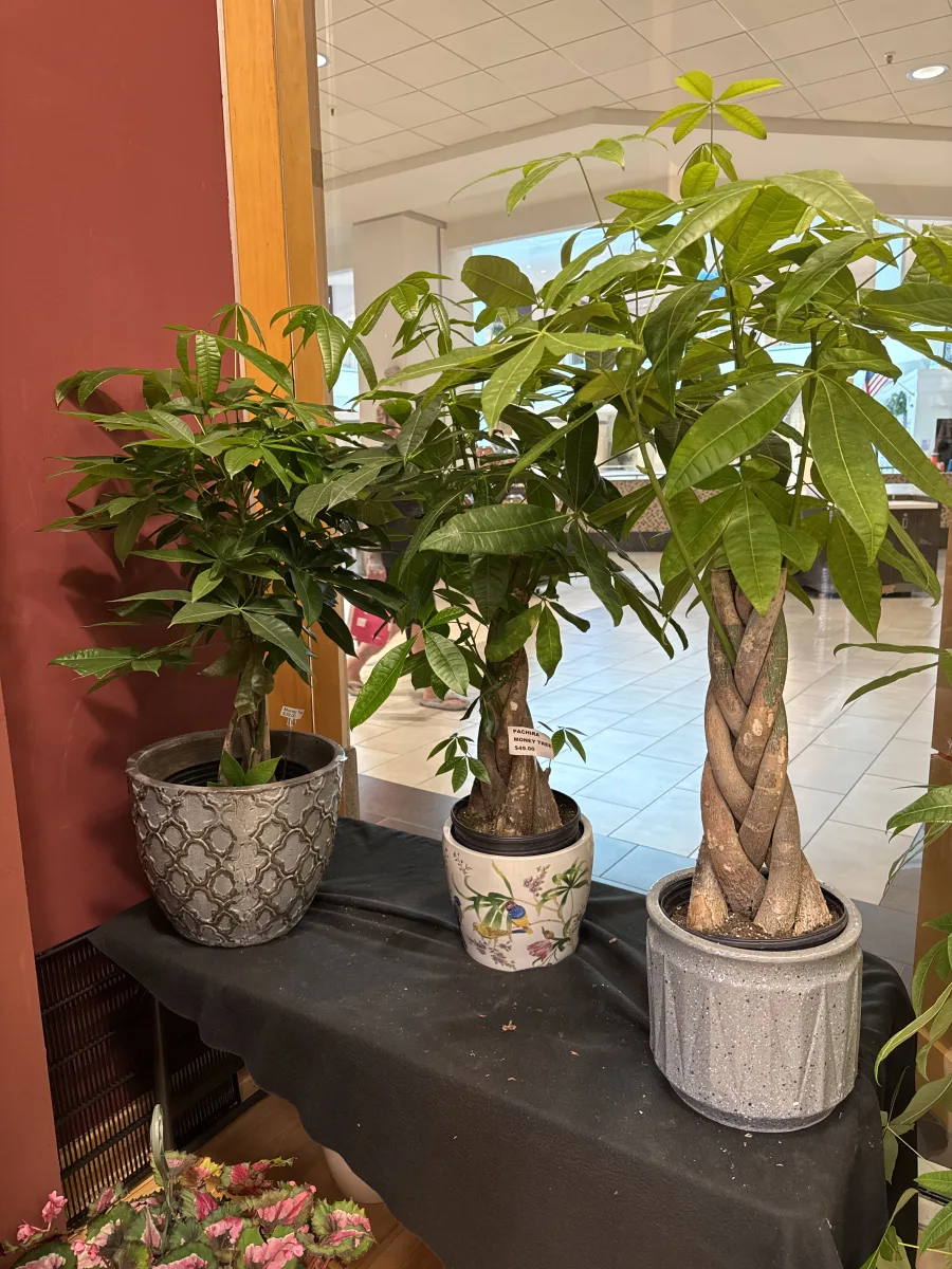 Three money trees, one with a braided trunk, by the shop window at The Orchid Lady, Countryside Mall, Clearwater FL