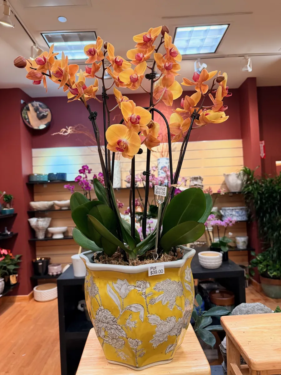 Orange Phalaenopsis orchids in a yellow chinoiserie pot at The Orchid Lady, Countryside Mall, Clearwater FL