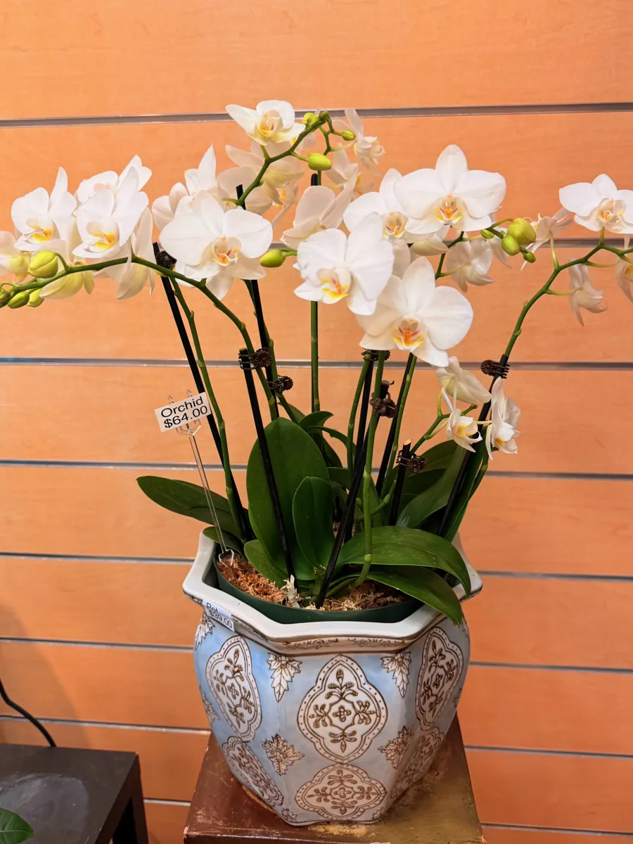 White mini Phalaenopsis orchids in a blue and white ceramic pot at The Orchid Lady, Countryside Mall, Clearwater FL
