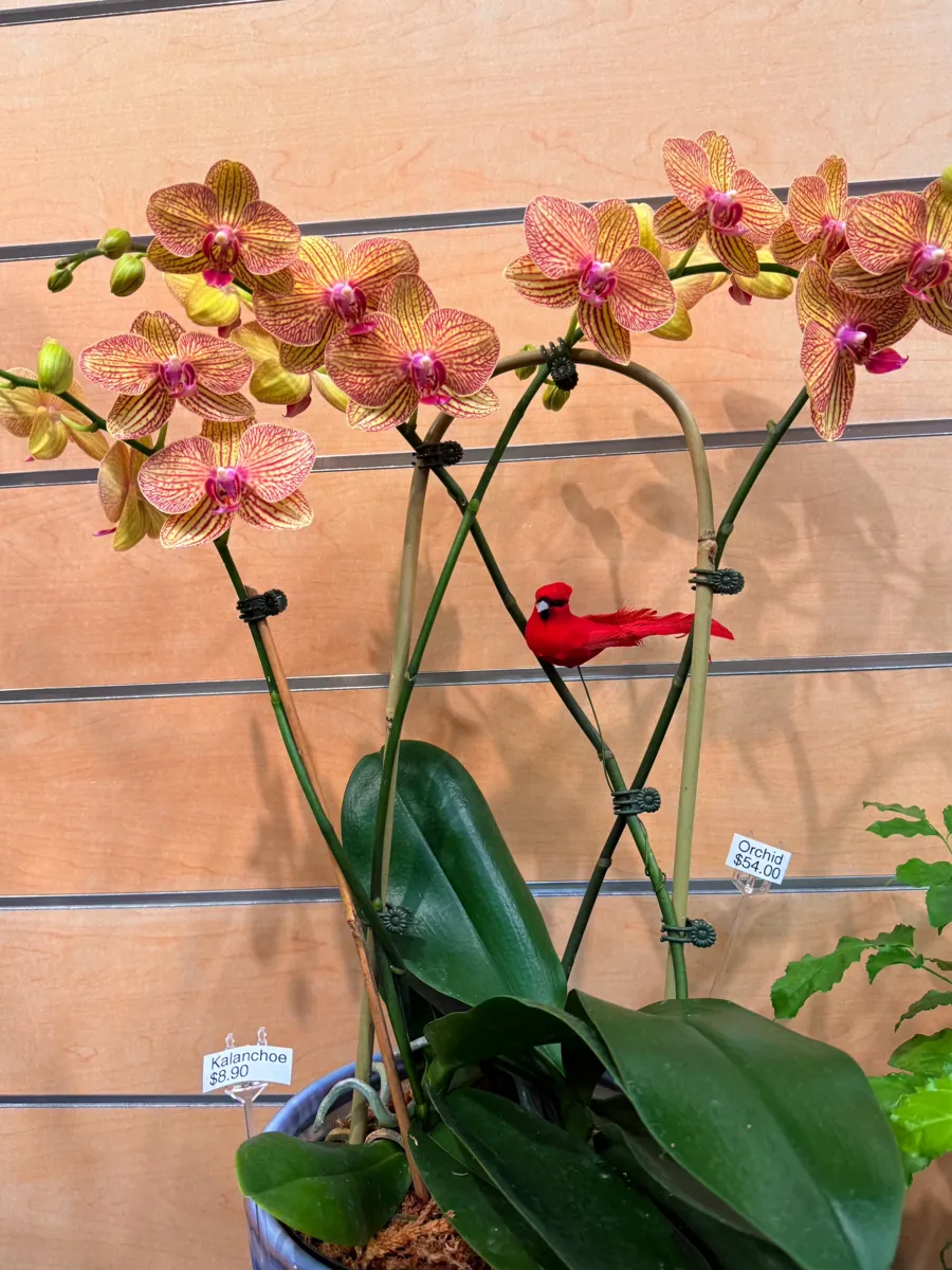Peach striped Phalaenopsis orchids with pink lips at The Orchid Lady, Countryside Mall, Clearwater FL