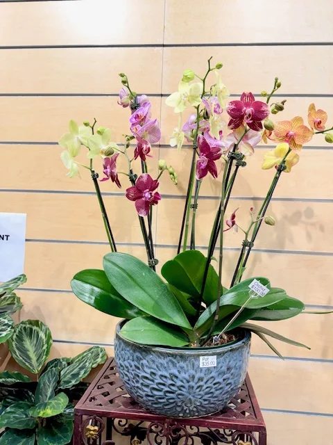 Pink, yellow and orange Phalaenopsis orchids in a blue ceramic pot at The Orchid Lady