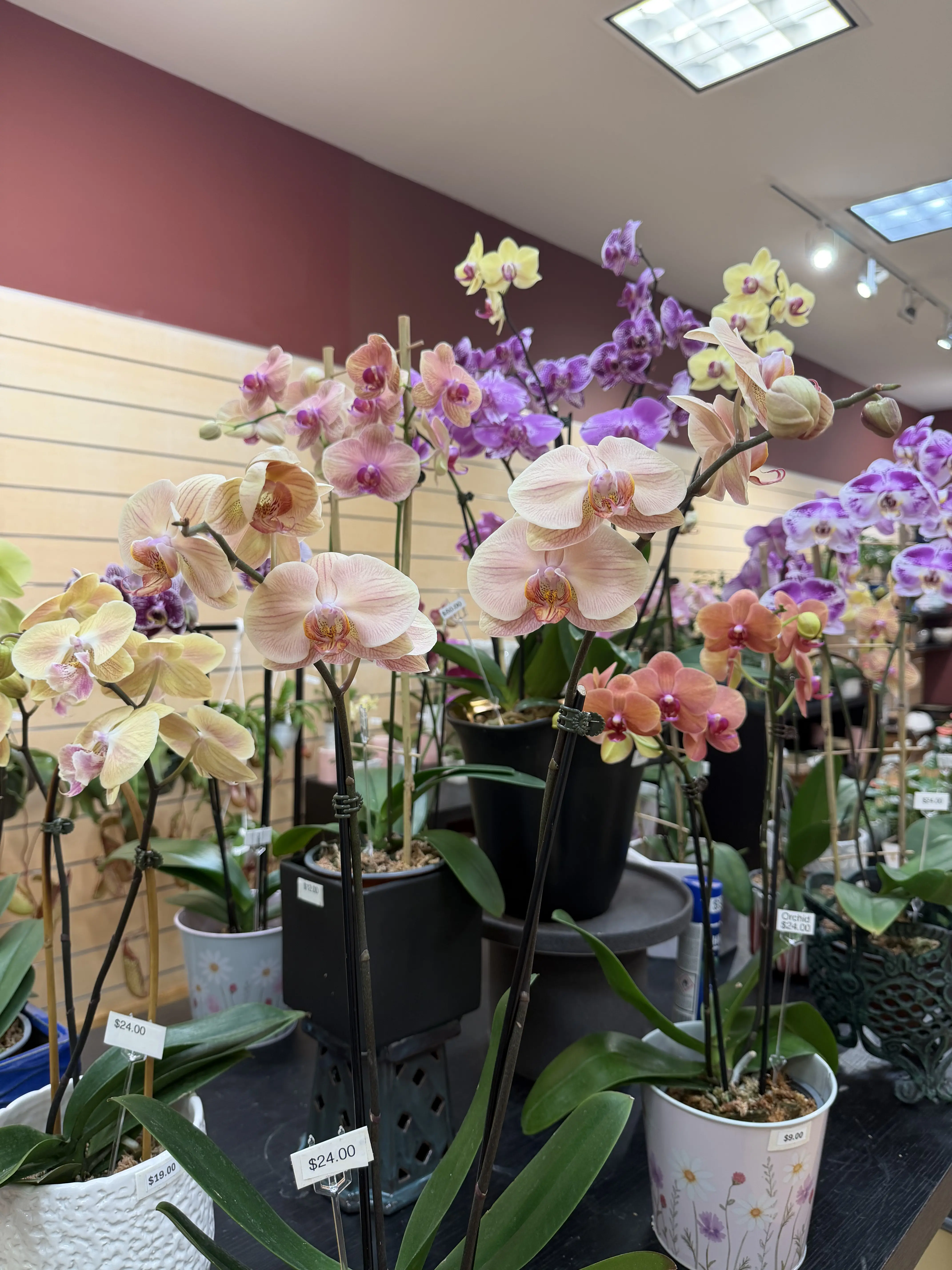 Colourful orchids on display at The Orchid Lady